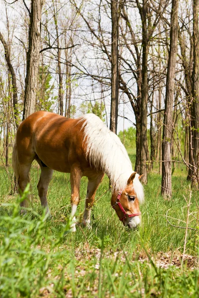 Les chevaux paissent dans la lisière de la forêt . — Photo