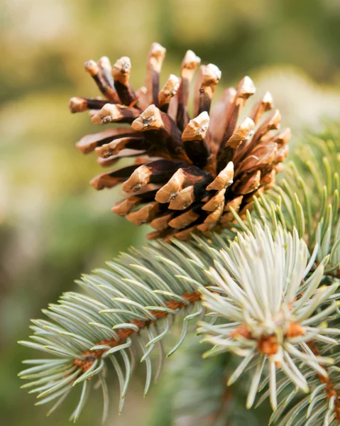 Hojas del bosque de pinos de árboles . — Foto de Stock