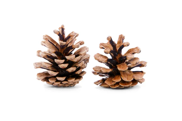 Pine cones on white background. — Stock Photo, Image