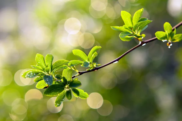 Zelené listy na větvi po dešti. — Stock fotografie