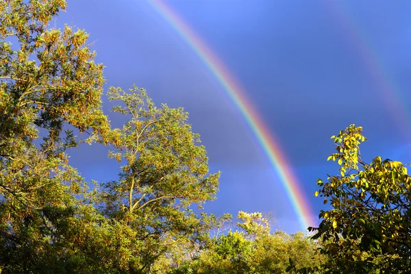 天空，以上树木中的彩虹. — 图库照片