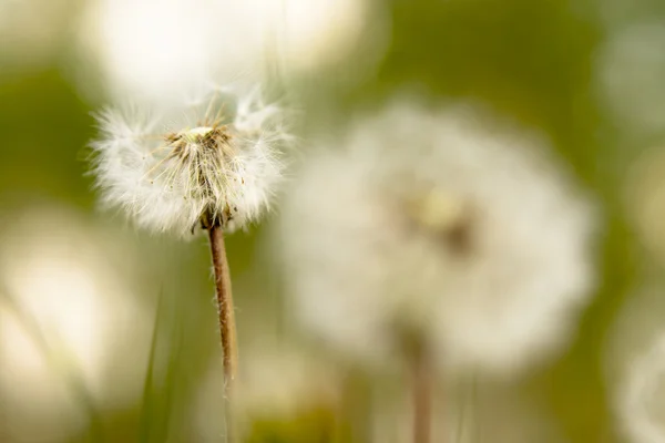 stock image The meadow of dandelions bloom.