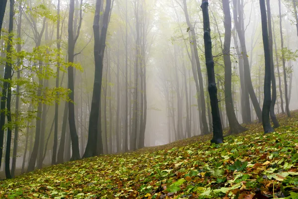Gevallen bladeren in de herfst bos en mysterieuze mist. Stockafbeelding