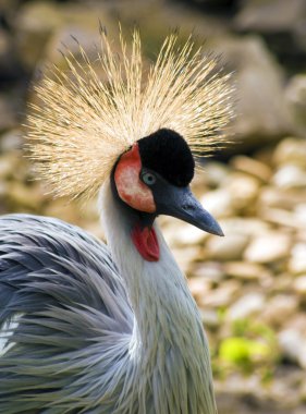 Crowned crane clipart