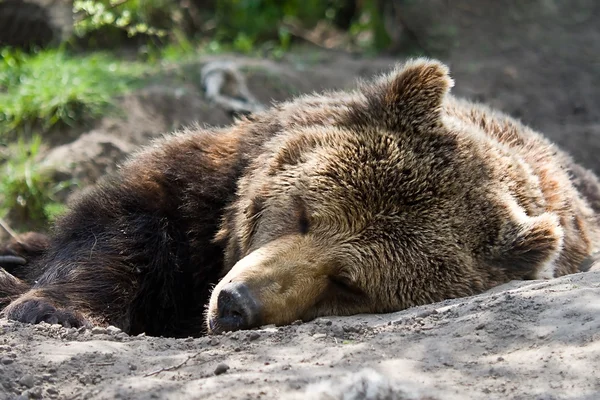 Medvěd — Stock fotografie