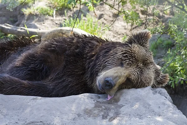 Медведь расслабляется — стоковое фото