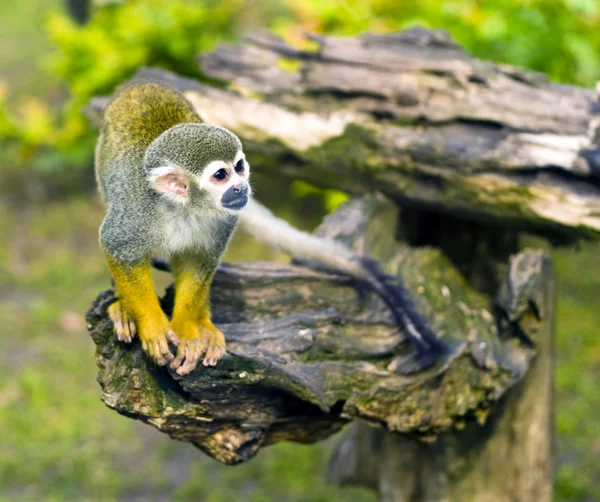 Scimmia scoiattolo comune — Foto Stock