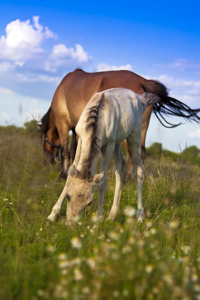 Horses — Stock Photo, Image