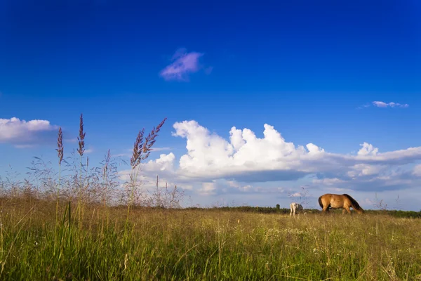 Blauer Himmel und grünes Feld. — Stockfoto