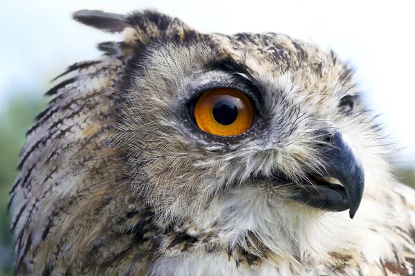 Owl eye — Stock Photo, Image