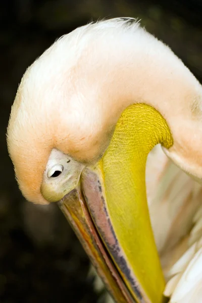 Пеликан — стоковое фото