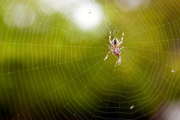 거미줄 — 스톡 사진