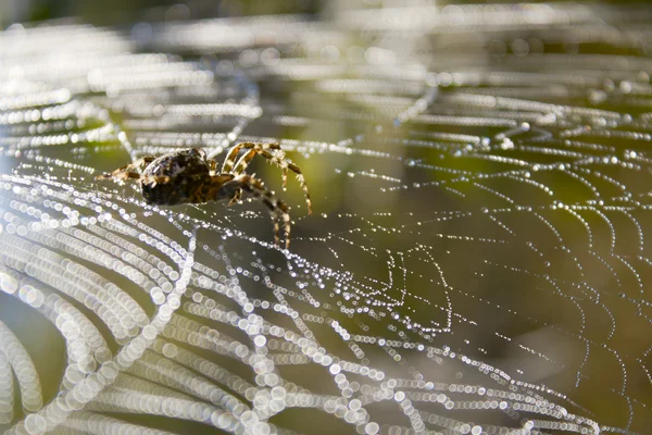 Web αράχνη και το νερό σταγονίδια σε άγρια κατάσταση. — Φωτογραφία Αρχείου
