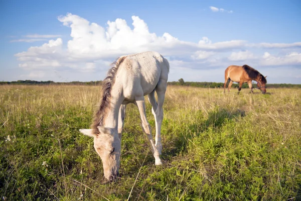 Horses — Stock Photo, Image