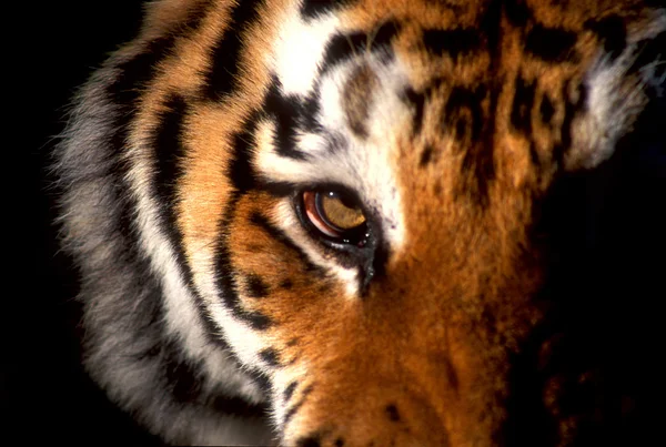 Tiger Royaltyfria Stockfoton