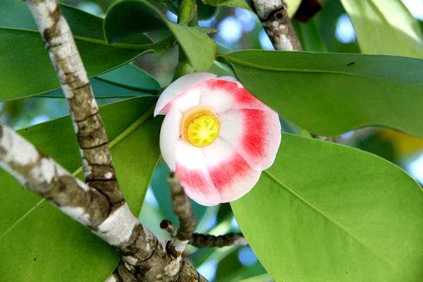 De exotische bloem groeien op een boom — Stockfoto