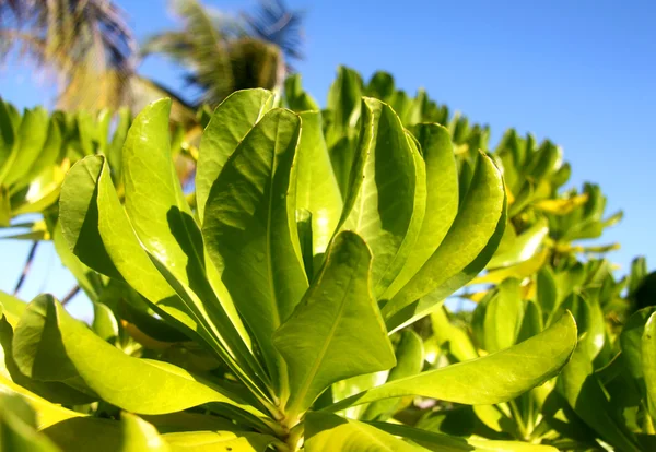 As folhas de manguezais — Fotografia de Stock