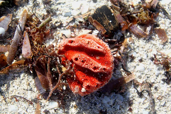 Houba Rudé moře ležící na písku s řasami — Stock fotografie