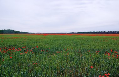 birçok alanda yeşil boya arasında kırmızı poppys.