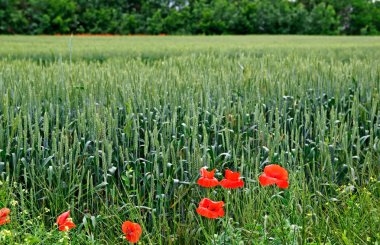 alanda yeşil boya arasında kırmızı poppys.