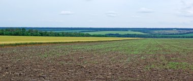 buğday ile alanın panoramik bir manzara. Tungsten hava.