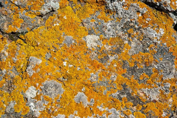Felsen mit orangefarbener Flechte darüber als strukturierter Hintergrund. — Stockfoto