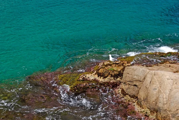 Rock w głęboko czystą wodą morską. Seascape lloret de mar Shore, s — Zdjęcie stockowe