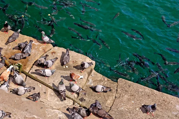 Veel van duiven en vis zijn feeded met brood door in barce — Stockfoto