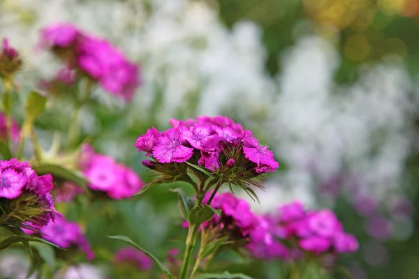 stock image Close up photo of purple flower with soft background. Selective