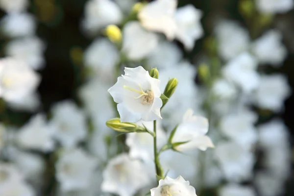 Bílý zvonek květ na letní louku. selektivní zaměření. — Stock fotografie
