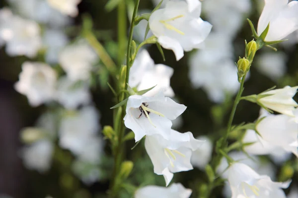 White bell-flower on the summer meadow. Selective focus. — Stock Photo, Image