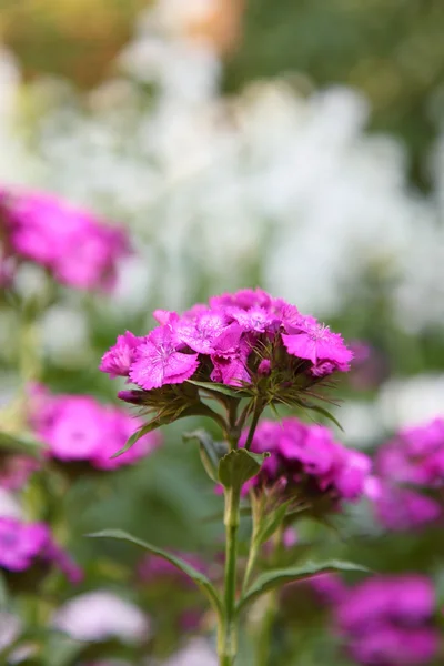 Stock image Close up photo of purple flower with soft background. Selective