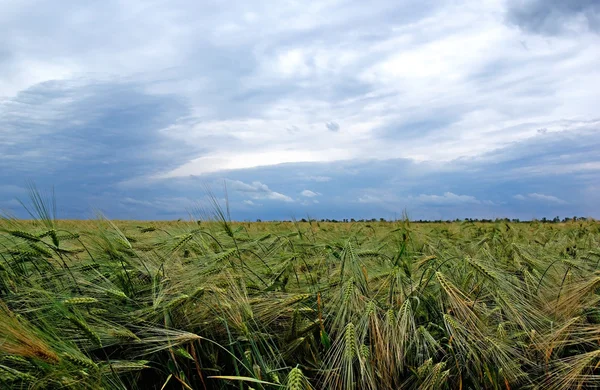 Green rye on the field before rain. Dramatic sky on background. — Stock Photo, Image