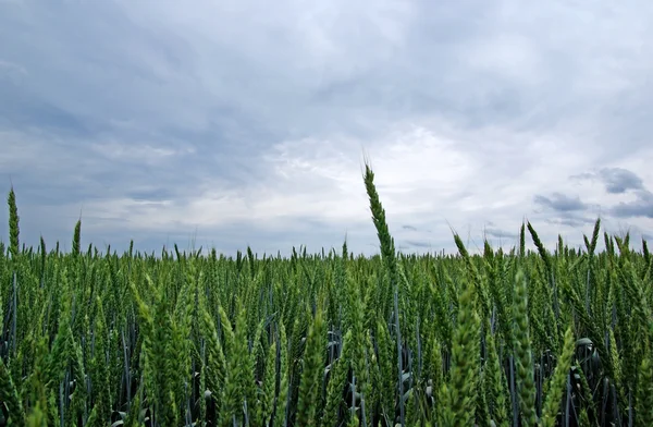 雨の前に緑の小麦フィールドのクローズ アップ. — ストック写真
