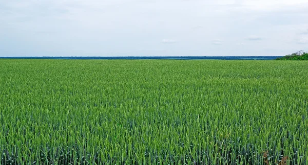 Field of green rye and cloudy sky. Tungsten weather. — Stock Photo, Image
