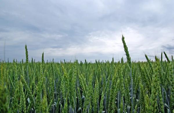 Zielonej pszenicy na pole z bliska przed deszczem. — Zdjęcie stockowe