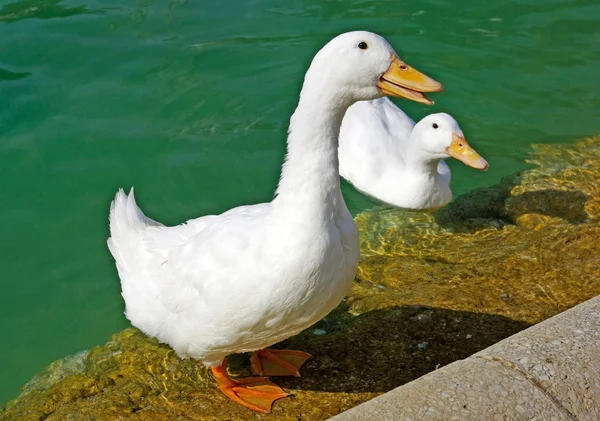White goose near pond in Ciutadell park. Barcelona, Spain. — Stock Photo, Image