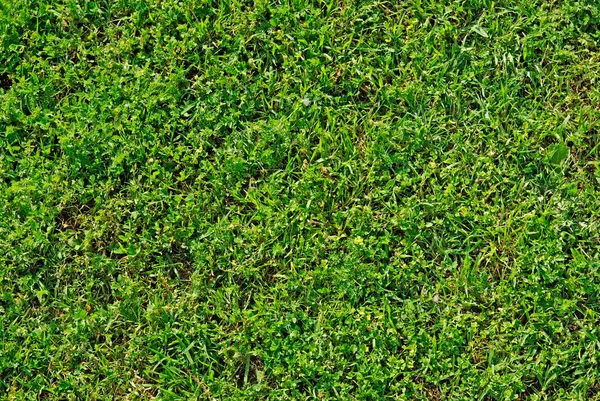 stock image Green summer lawn. Good as background or backdrop.