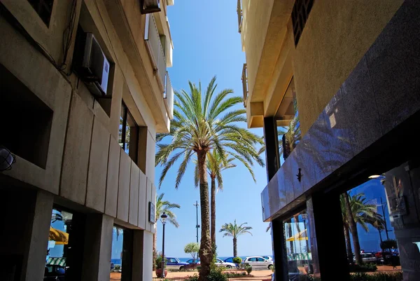 Palm between hotels. Mediterranean city Lloret de Mar, Spain. — Stock Photo, Image