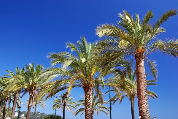 Groene palmbomen en helder blauw duidelijk zomer hemel. — Stockfoto