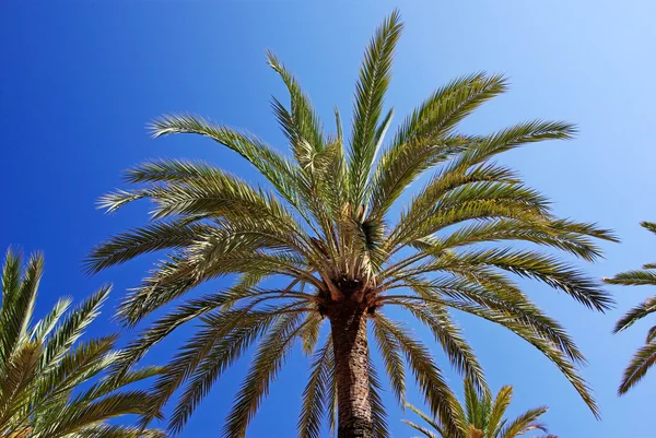 Groene palmbomen en helder blauw duidelijk zomer hemel. — Stockfoto