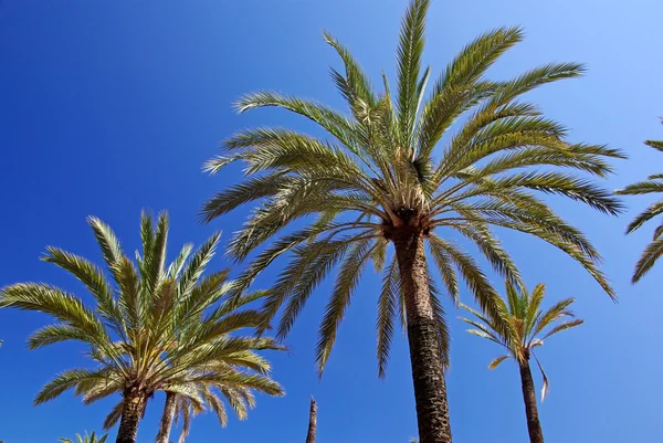 Palmiers verts et ciel d'été clair bleu vif . — Photo