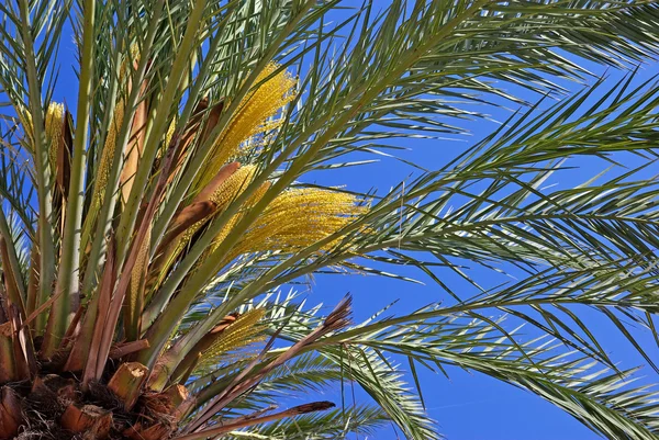 绿色的棕榈树和明亮的蓝色清爽夏日的天空. — 图库照片