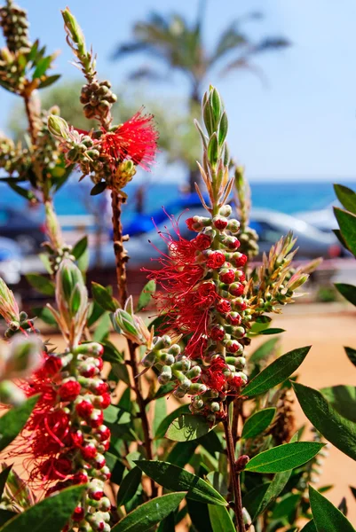Selective focus on flowers near mediterranean beach. Lloret de M — Stock Photo, Image