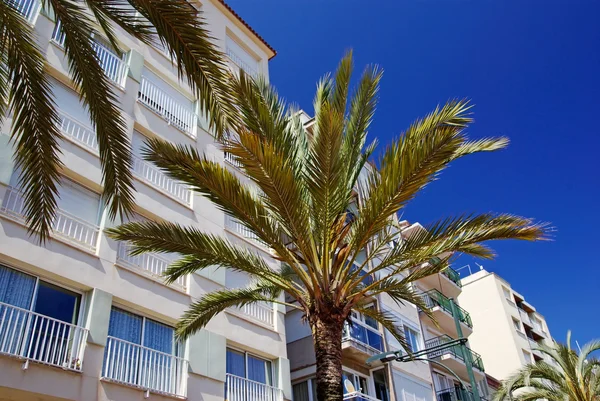 Groene palmbomen, hotels en luxeappartementen in lloret de mar, spai — Stockfoto