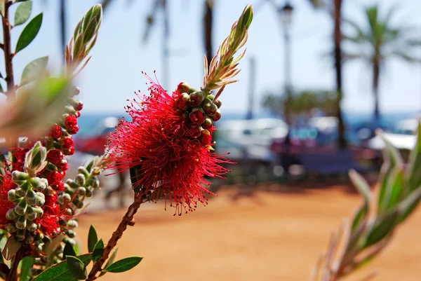 Selective focus on flowers near medanean beach. Льорет-де-М — стоковое фото