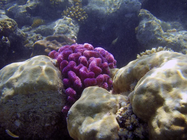 美丽的珊瑚礁附近了水下摄影. — 图库照片