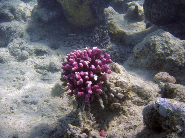 Hermoso arrecife de coral con pequeños peces bajo el agua fotografía . — Foto de Stock