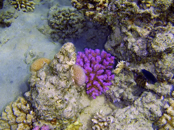 Hermoso arrecife de coral con pequeños peces bajo el agua fotografía . —  Fotos de Stock