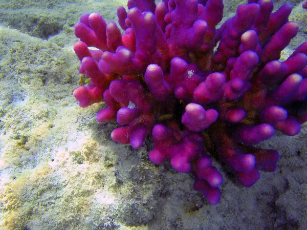Hermoso arrecife de coral cerca de la fotografía submarina . — Foto de Stock